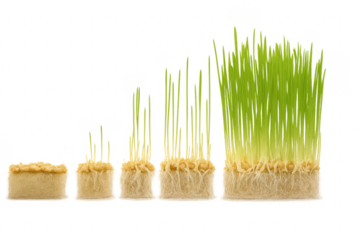 Wheatgrass growing process showing germination and roots development