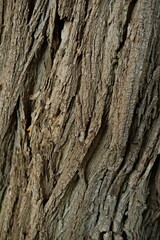 tree bark texture