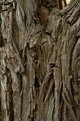 Obraz premium tree bark texture