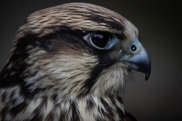 Gros plan d’un faucon au regard perçant sur fond sombre