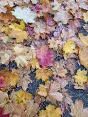a leaves on asphalt, pavement, autumn