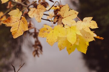 Yellow maple leaves hang from a branch. Ideal for autumn background textures