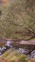 Willow branches hang over still water. Ideal for website backgrounds or nature themed designs