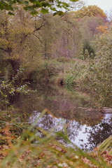 Willow tree reflection in water. Ideal for website backgrounds