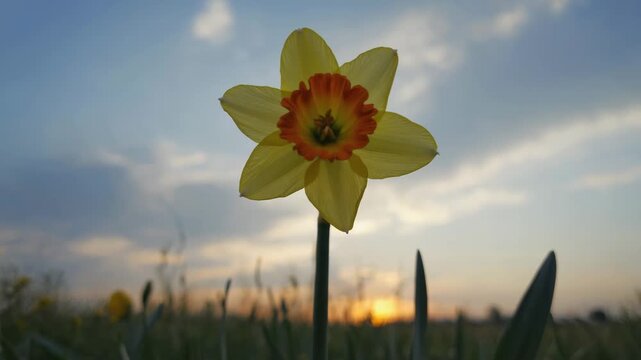 Ai bright yellow daffodil blooms against a sunset sky in a serene field during springtime