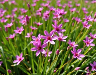 Fototapeta premium Delicate pink Centaurium erythraea blossoms bloom in a sun-drenched meadow, a symbol of natural beauty, scenery, flora