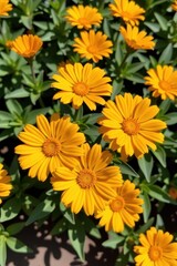 Fototapeta premium Vibrant yellow Calendula flowers in perfect symmetry, blooming in sunlight, blossoms, botanical, organic