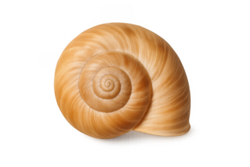 Seashell displaying a natural spiral pattern on a transparent background