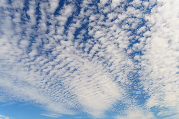 秋の空に広がるうろこ雲