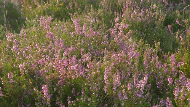 Delicate purple colors of blooming heather late afternoon in august. Spiderweb between some twigs. Panorama right to left