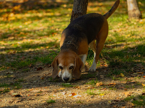 A small brown pash is looking for an owner in the park.