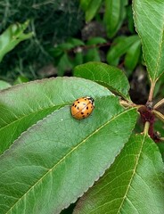 beautiful yellow ladybug with black spots on a green leaf