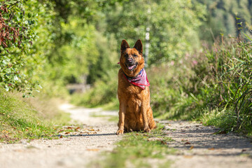 German Shepherd mix dog sitting on a sunny forest path wearing a colorful bandana in summer light