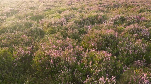 Field of blooming heather illuminated by soft sunset light. Panorama