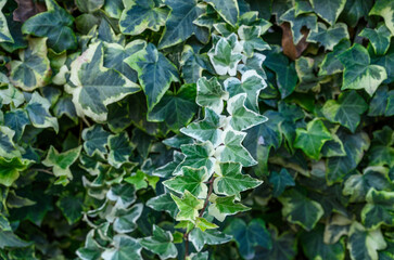 Green Decorative Ivy on Flowerbed Close-Up