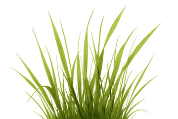 Fresh green grass growing, vibrant natural plant blades on transparent background for nature and growth concepts