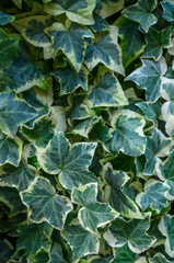 Decorative Ivy on Flowerbed Vertical Frame