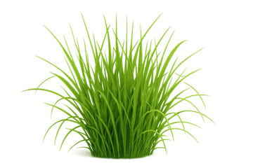 Green grass tuft or clump growing, fresh lawn plant or vegetation element with transparent background