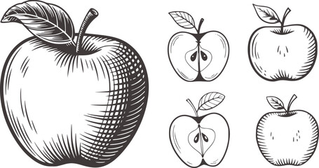 Black and white illustrations of whole and halved apples fruit whole apple