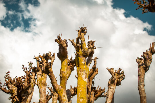 Arvore com liquens contra as nuvens