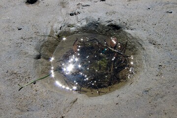 glistening tide pool