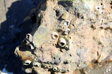 barnacles on a rock