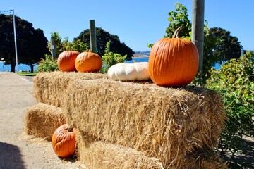 pumpkin on hay bale