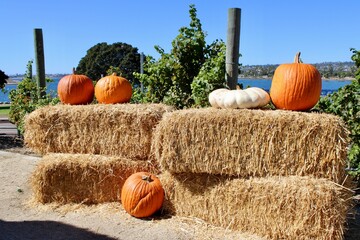 pumpkin on hay