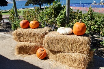 pumpkin on the hay