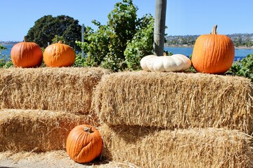 pumpkin on hay