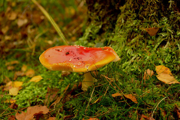 A fly agaric mushroom among autumn leaves in the forest