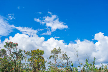 Obraz premium A vibrant landscape showcasing lush greenery and a clear blue sky at Puracé National Park, Colombia, emphasizing the beauty of nature and conservation.