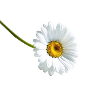 A single white daisy flower isolated on transparent background