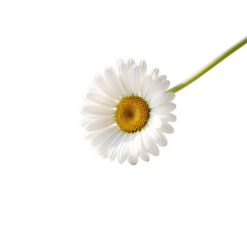 A single white daisy flower isolated on transparent background