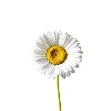 A single white daisy flower isolated on transparent background