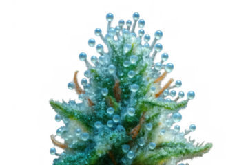 Cannabis bud trichomes showing resin glands for medicinal and recreational uses, transparent background