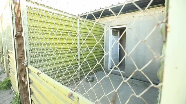 A Belgian Malinois or German Shepherd barks wildly, jumping against the wire fence of its outdoor kennel enclosure at a dog shelter or military training facility.