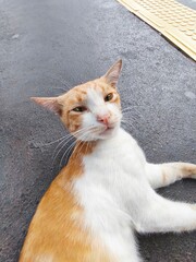 Close-up of Ginger Cat Face with Focused Expression
