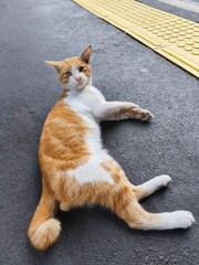Ginger and White Cat Relaxing and Sunbathing