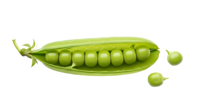Fresh green pea pod with peas spilling out on transparent background