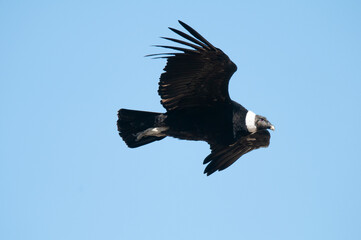 Andean Condor ,Torres del Paine National Park, Patagonia, Chile.