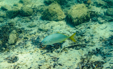Carangue dentue ou Carango denté (Pseudocaranx dentex)