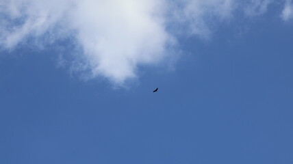 Common scavenger bird of South America
