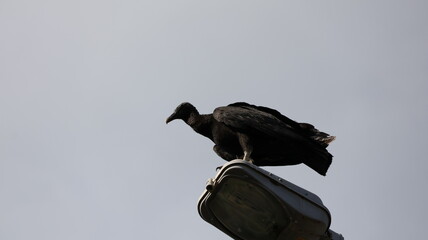 Common scavenger bird of South America