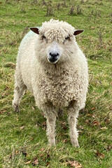 Leicester Longwool sheep, rare heritage breed with curly fleece, standing in a grassy field