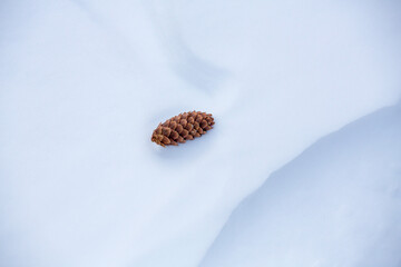 Spruce Cone on Snow Drift