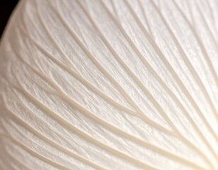 Close-up of translucent white textured material, possibly paper or fabric, with soft light revealing elegant parallel lines.