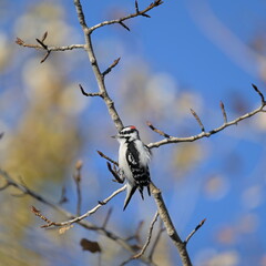 bird on a branch, season, woodpecker, nature, fall, outdoor, Canada, Alberta, wildlife