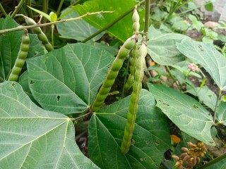 Jicama seeds (Pachyrhizus erosus) are the pod-shaped part of the yam bean plant. Although the yam bean tubers are safe and often consumed, the seeds contain toxic chemical compounds