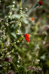 Butterfly on a flower